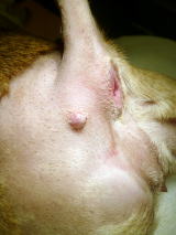尾の付け根にしこりができたとのことでハッピー動物病院へ来院した犬のしこりの術前写真