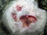 ハッピー動物病院へけがをしたとのことで来院した猫の写真です。外出時に野良猫によって負わされた咬傷の写真。