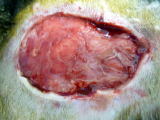 ハッピー動物病院へ来院した猫の咬傷をでブライトメントした後の写真