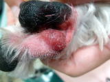 足の裏にしこりができたとのことでハッピー動物病院へ来院した犬の足の裏の写真
