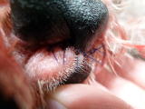 犬の足の裏のしこりをハッピー動物病院にて切除した後の写真