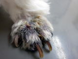ハッピー動物病院へ来院した犬の四肢ニキビダニ症の皮疹1
