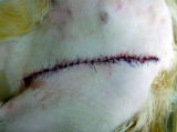 犬の皮膚にできた肥満細胞腫をハッピー動物病院にて切除手術した後の写真