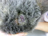 頭頂部の皮膚が剥げてきたとのことでハッピー動物病院へ来院した猫のに頭頂部の写真です。真菌に感染していました。