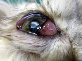 眼球の瞬膜が出たまま引っ込まないとのことでハッピー動物病院へ来院した猫の眼球周囲の写真です。
