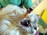 ハッピー動物病院へ来院した猫で、眼窩膿瘍の膿を吸引する処置時の写真です。