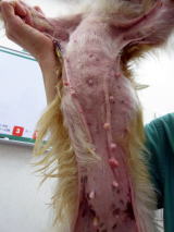 ハッピー動物病院へ来院したマラセチア皮膚感染症の犬の治療前の写真です。