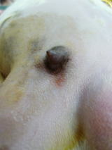 ハッピー動物病院へ来院したオスのモルモットの乳腺癌の術前写真