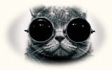 猫が眼鏡をかけた写真