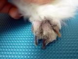 ハッピー動物病院へ来院した犬のニキビダニ症の治療中の皮疹１
