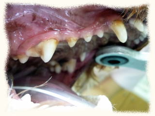 ハッピー動物病院にて行った歯石除去治療の施術前写真